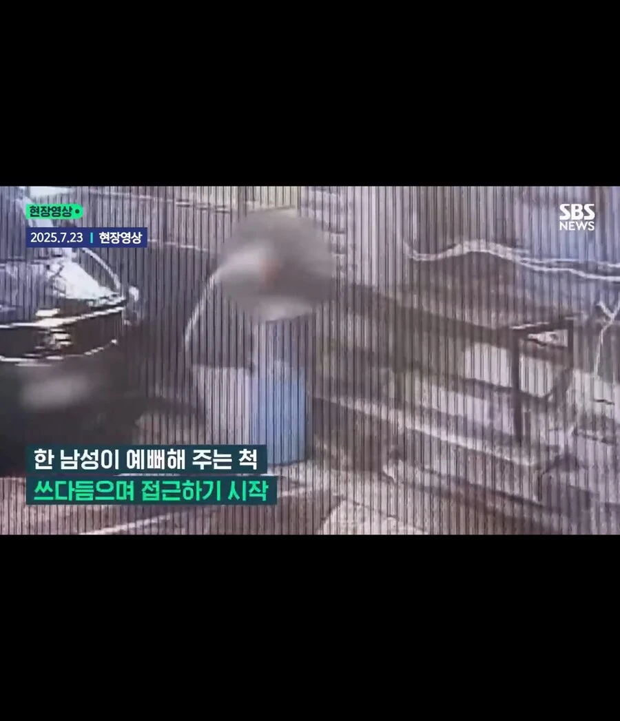 고양이가 할퀴어서 화가나 고양이를 죽인 남성_3.jpg