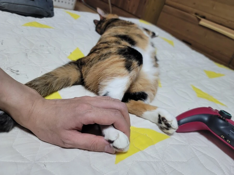 추탭갈) 애옹이가 이렇게 누워있을땐 기분이 좋다는 것_2.jpg