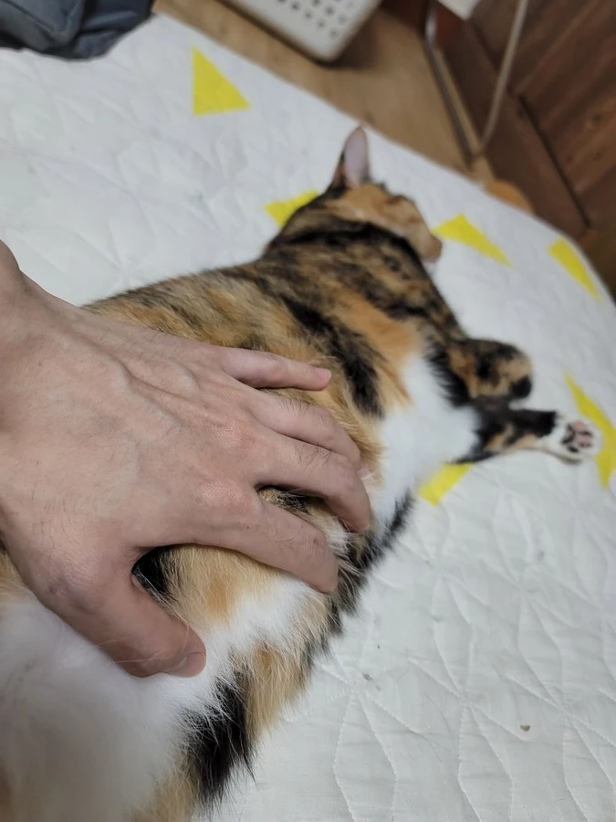 추탭갈) 애옹이가 이렇게 누워있을땐 기분이 좋다는 것_7.jpg