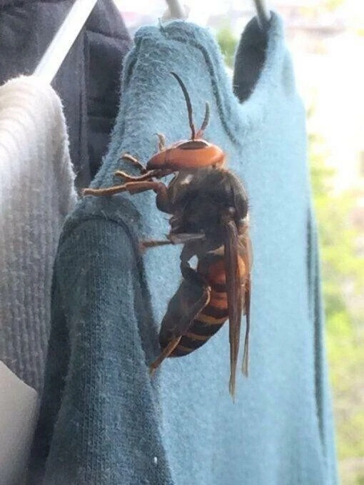 어이없는 장수말벌 크기체감
