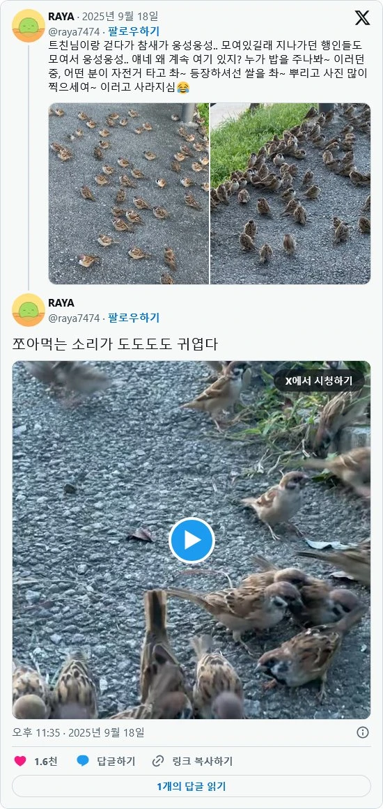 둔둔하게 찐 참새들이 옹기종이 모여있음