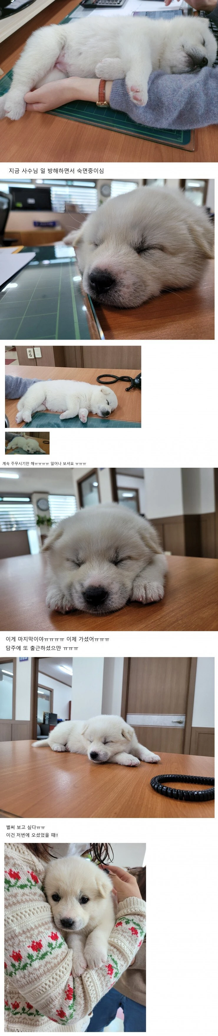 부장님이 회사에 막내딸이라며 데려왔는데 잠만 자다감