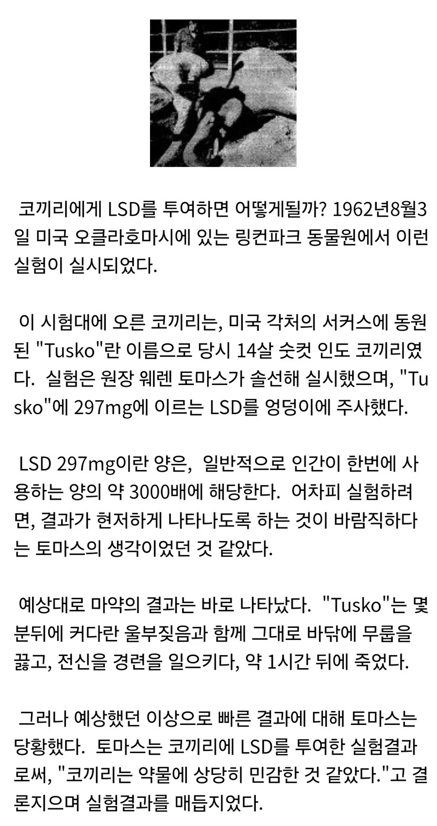 코끼리가 마.약을 하면 어떻게 될지 실험해본 결과.jpg