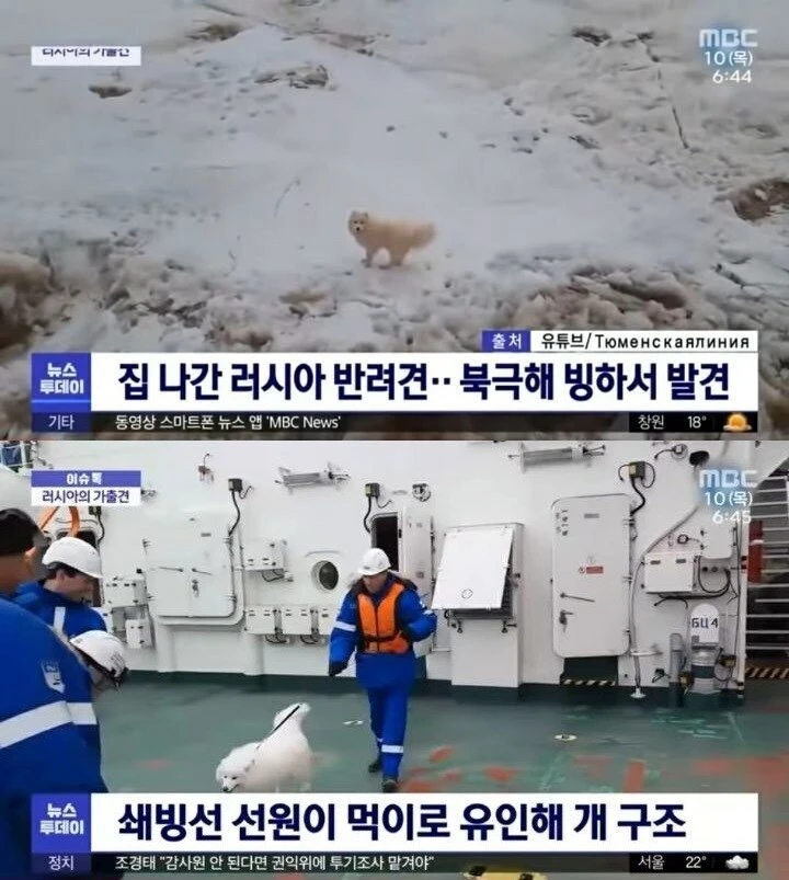 집나간 러시아 반려견