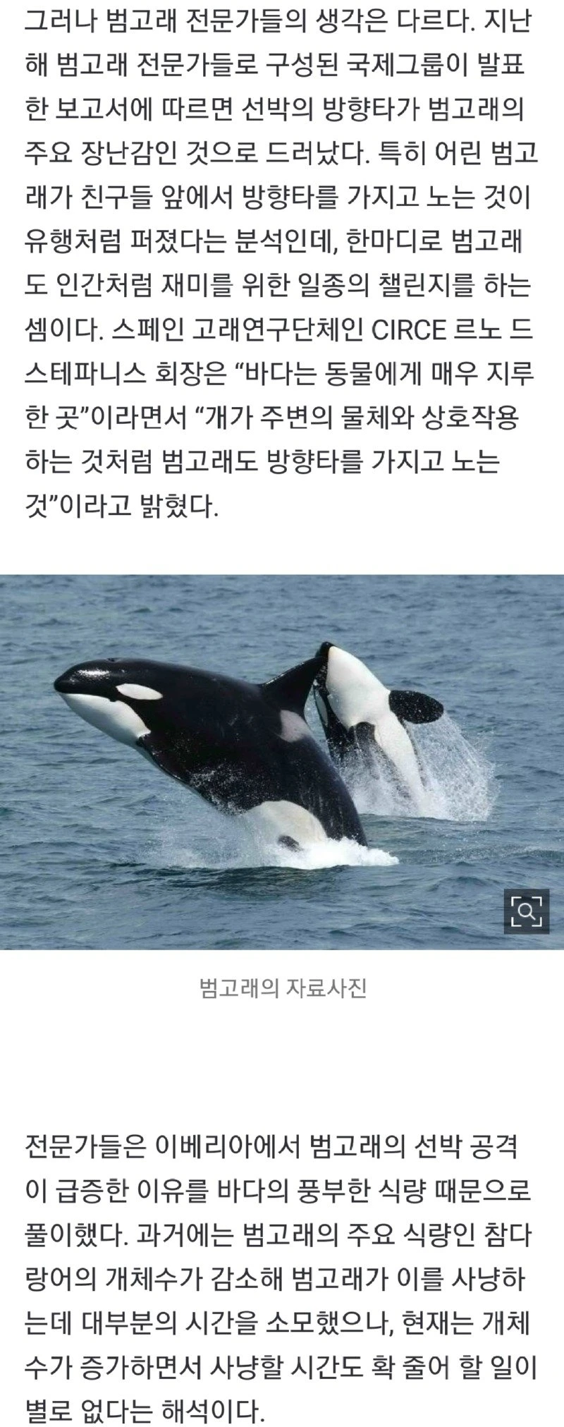 요즘 mz 범고래들이 선박을 공격하는 이유