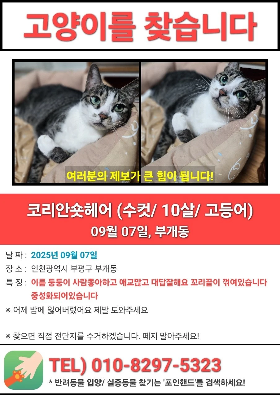 고양이를 찾고있어요 한번만 봐주세요
