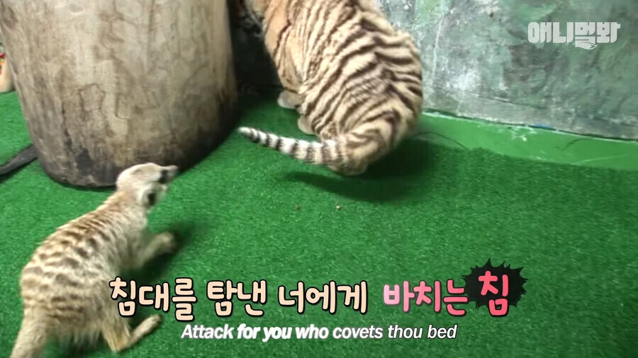 미어캣 : 지금 아니면 기회 없음_2.jpg