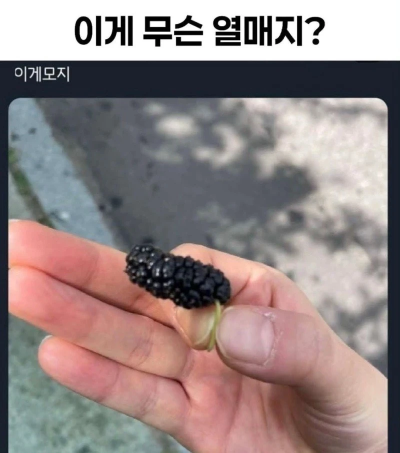 이게 무슨 열매지?