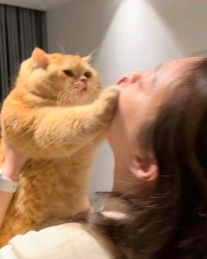 고양이: 그만! 뽀뽀 멈춰! 💋🐈
