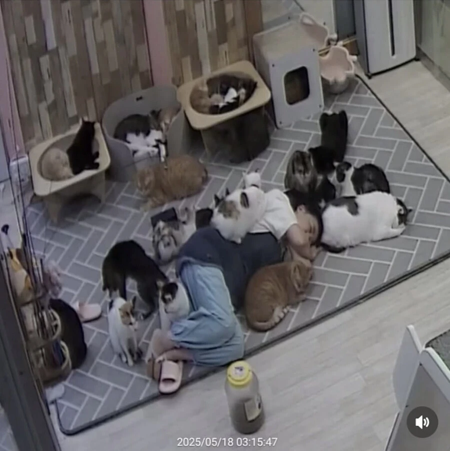고양이 쉼터에서 6시간 잔 사람_2.jpg