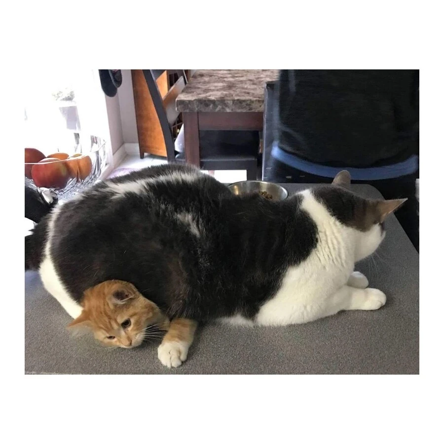 작은 고양이🐱를 깔아뭉개는 큰 고양이🐱_2.jpg