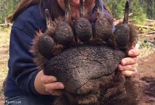 ??? : 갑옷을 입으면 곰을 이긴데_2.jpg