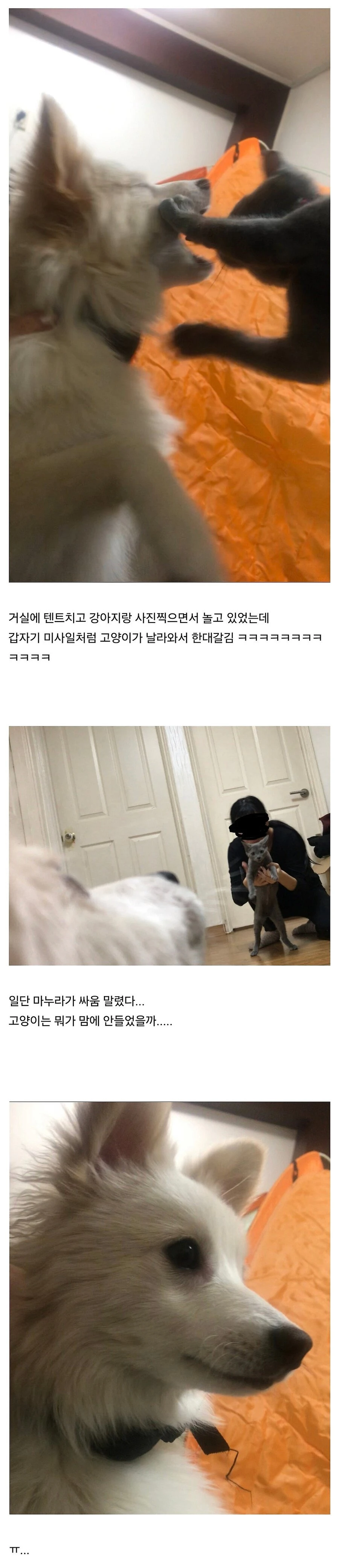 유머) 고양이한테 이유없이 맞은 강아지..