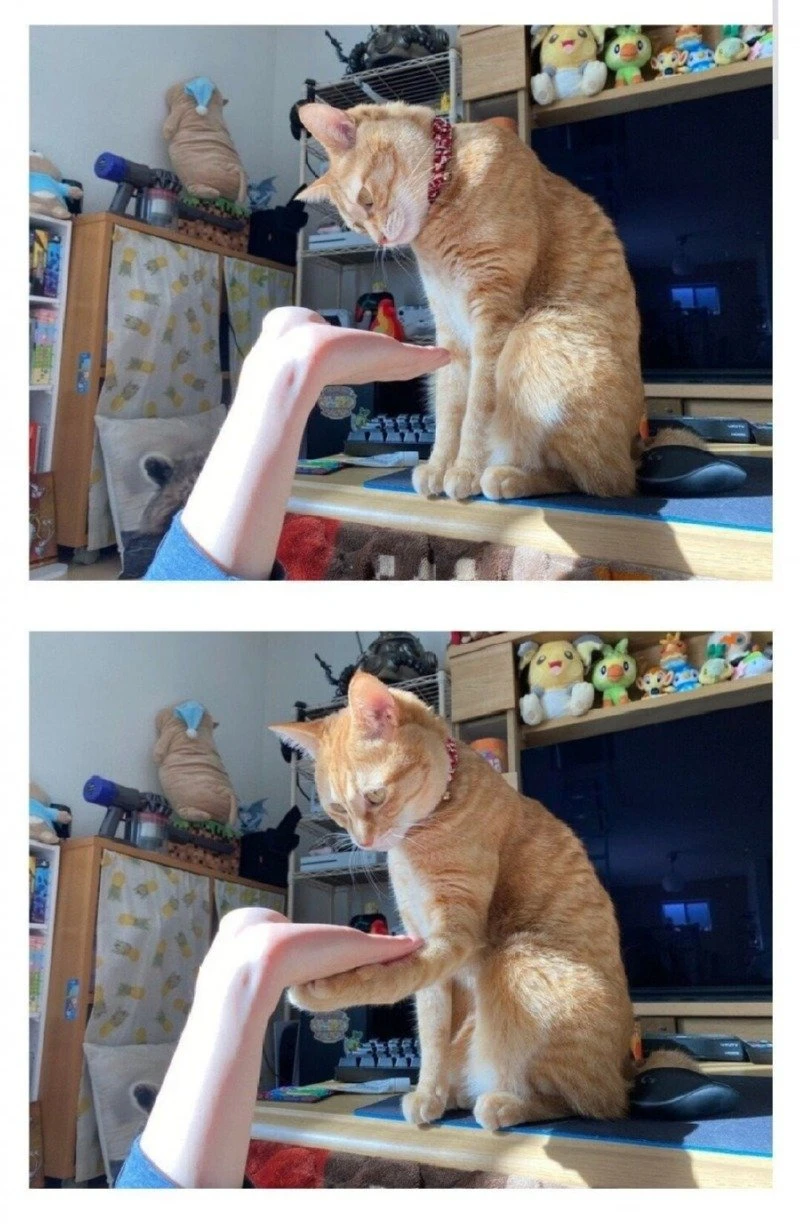 고양이에게 손을 달라고 해보았다