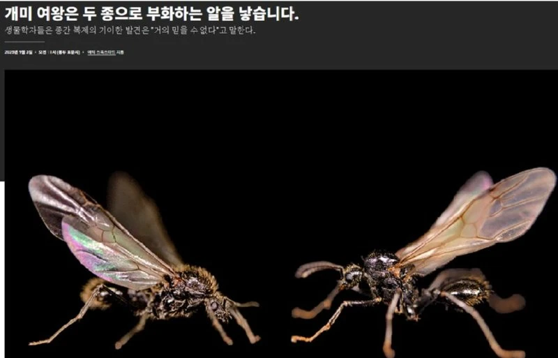남유럽에서 최근 키메라 엔트 발견 ㅎㄷㄷ