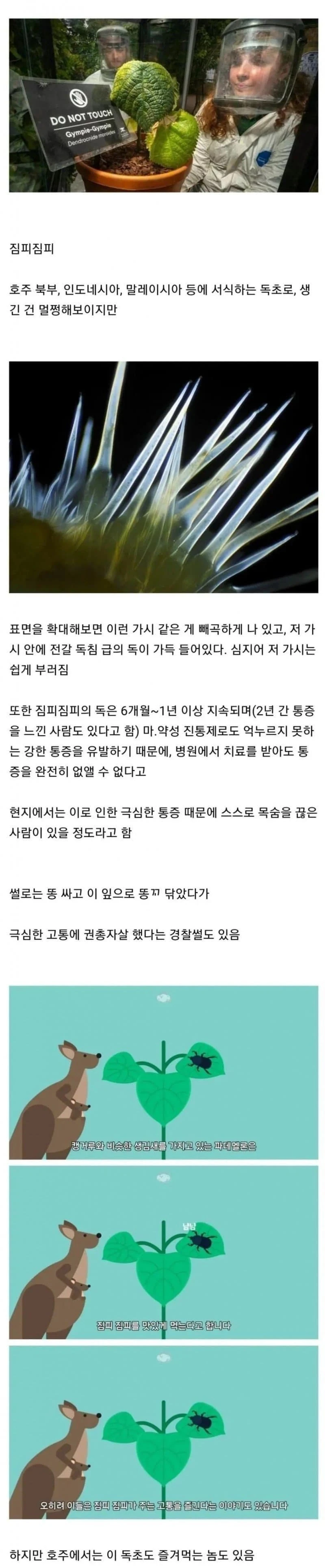 호주에서 건드리면 ㅈ되는 식물...jpg