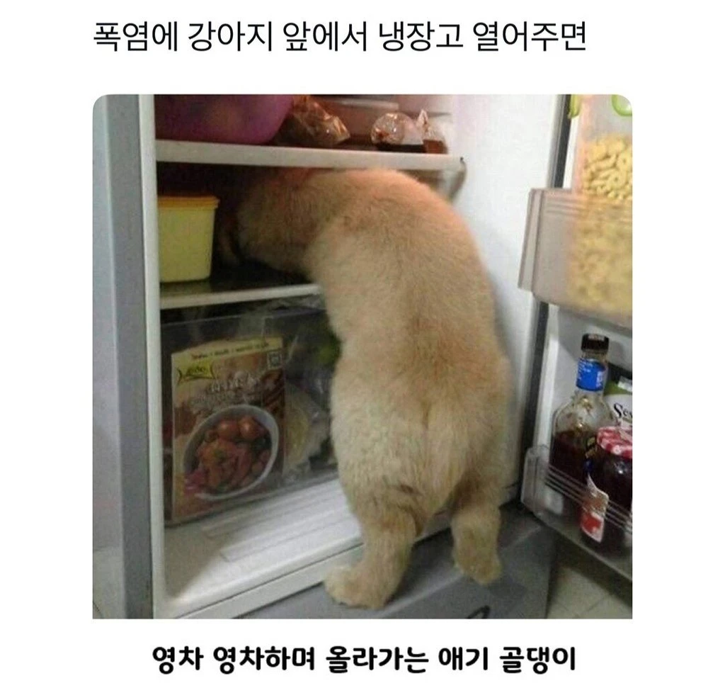 너무 더웠던 시골 강아지