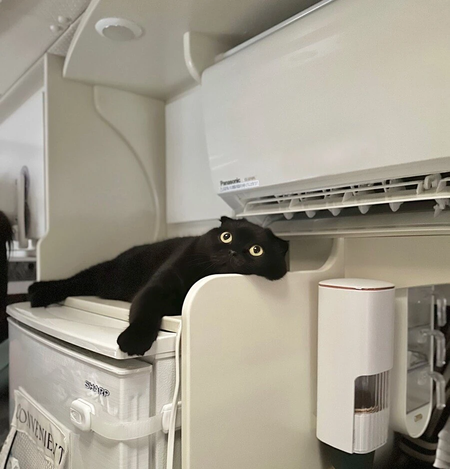 여름철 고양이 특징.