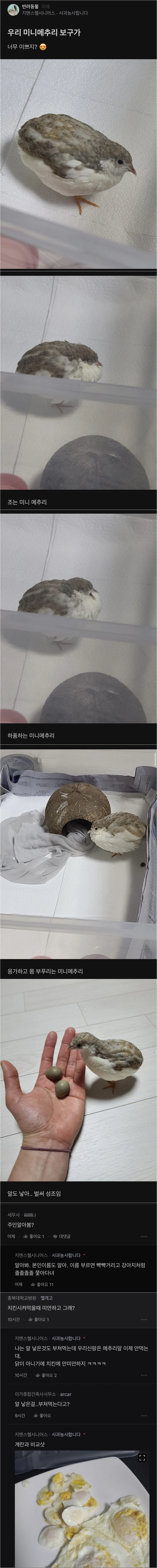 메추리 기르는 블라인드인.jpg