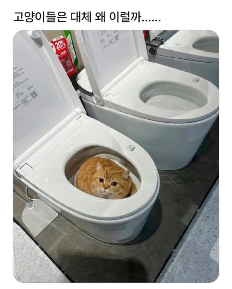 싱글벙글 고양이 모음집.jpg