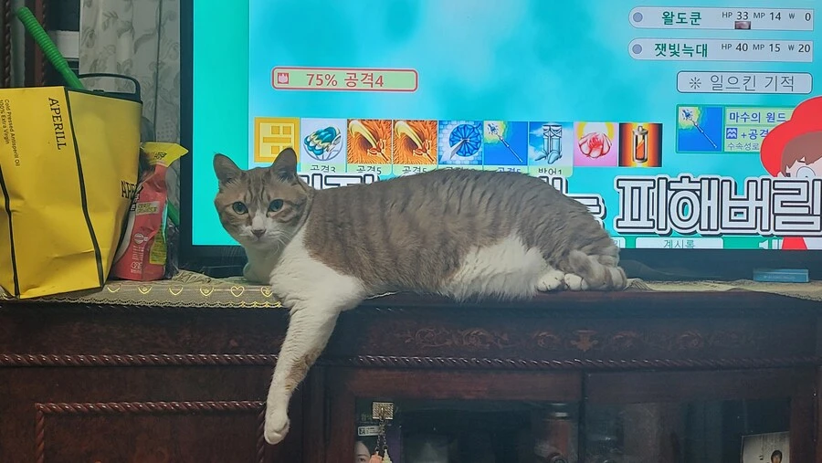 우리집 고냥이는 왜이럴까..