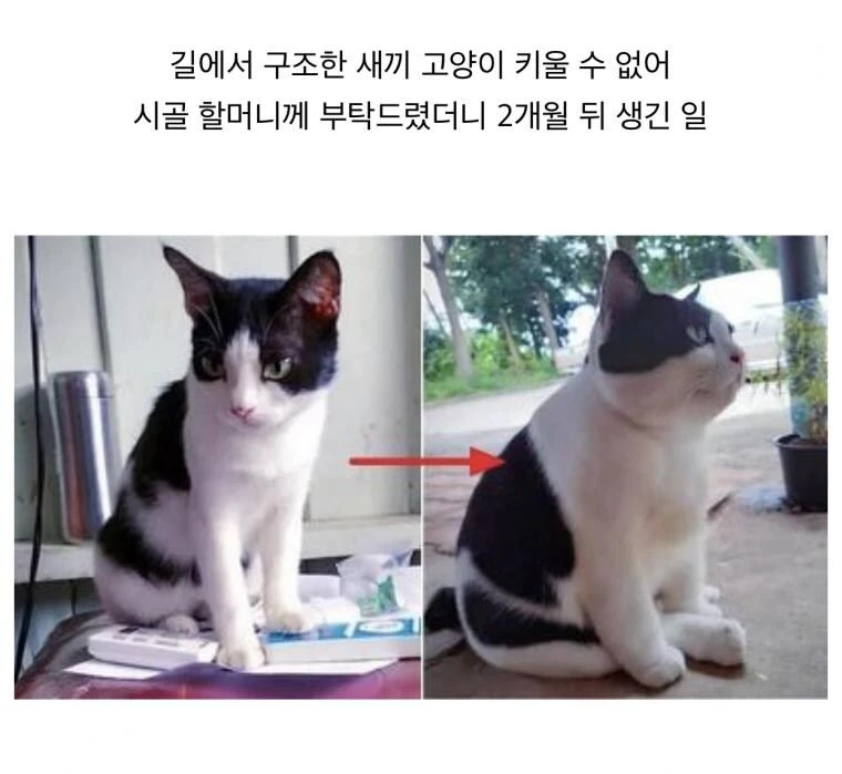 할머니댁에서 기받고 온 고양이특.gif
