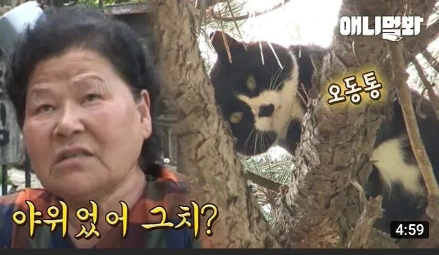할머니댁에서 기받고 온 고양이특.gif_3.jpg