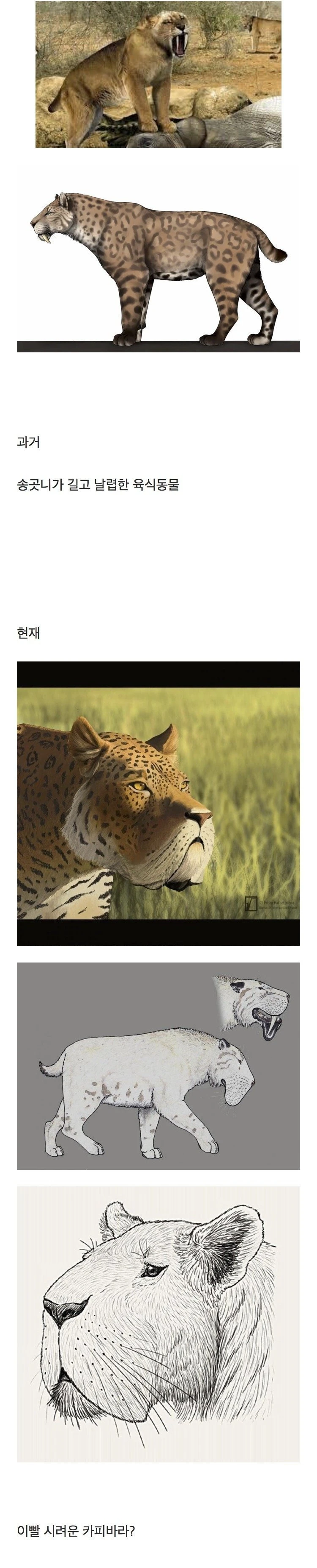 검치호 복원도 근황...