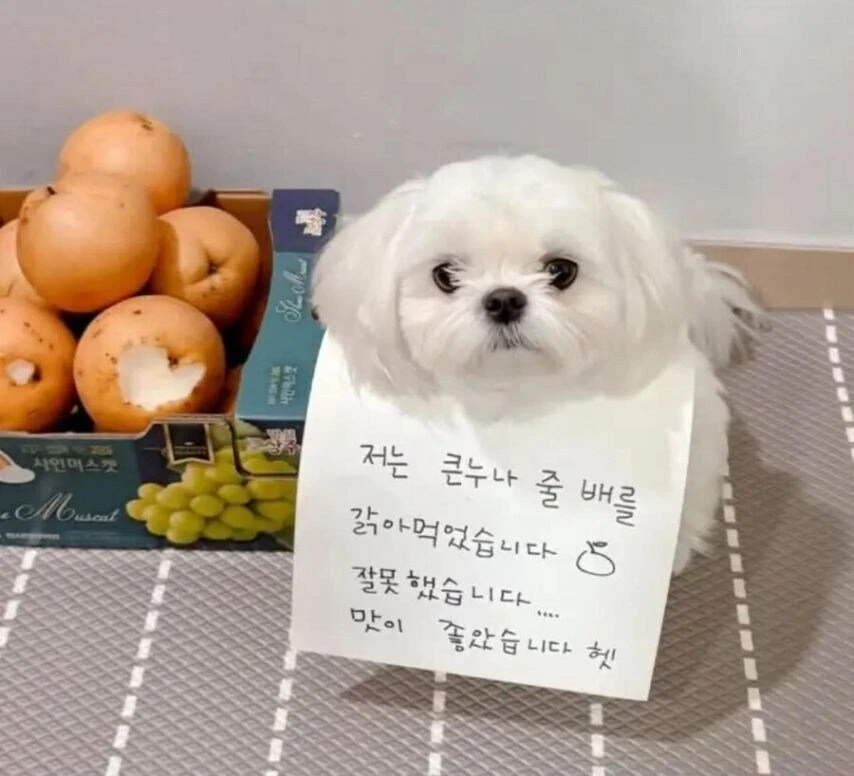 동물) 큰 누나 배를 갉아먹은 댕댕이...!
