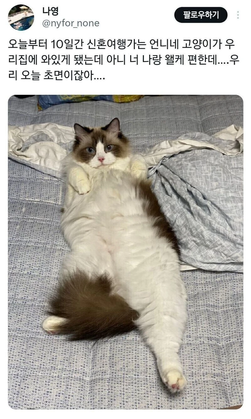 쌉 인싸 고양이.jpg