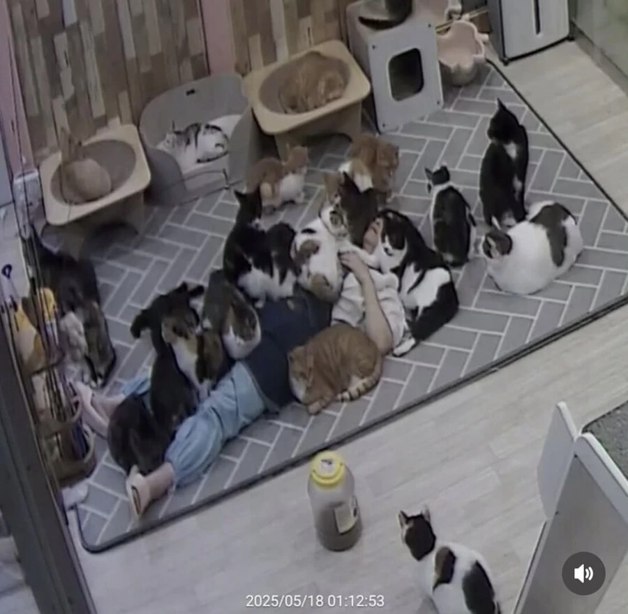 고양이 쉼터에서 6시간 잔 사람
