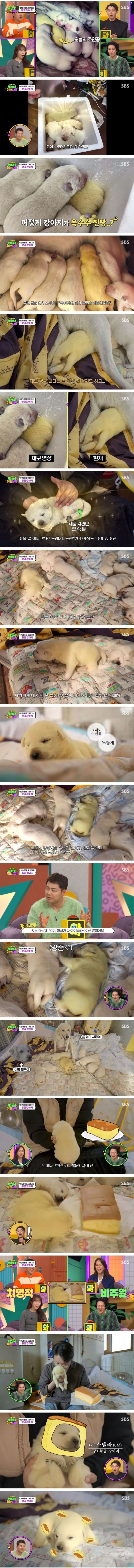 인절미들 사이에 카스테라