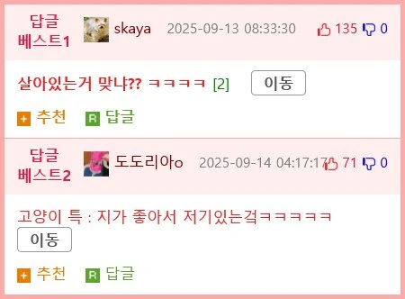 고양이 1마리를 찾을려고 1시간을 찾았는데