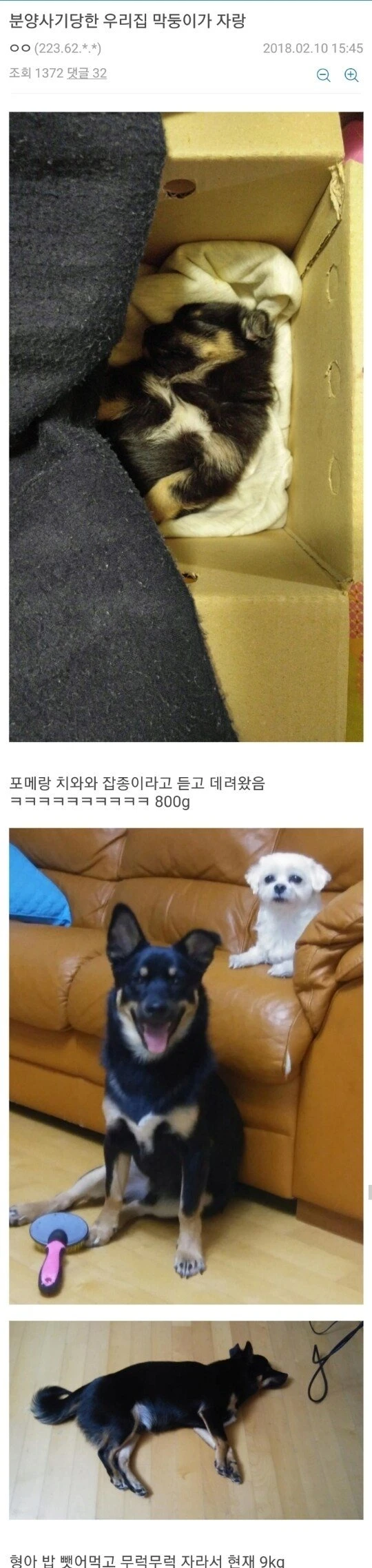 유머)강아지 분양 사기 당한 사람...