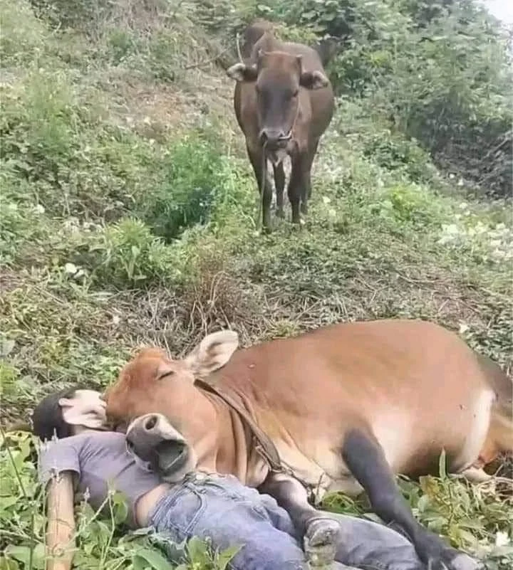 사람 자지 소 자지