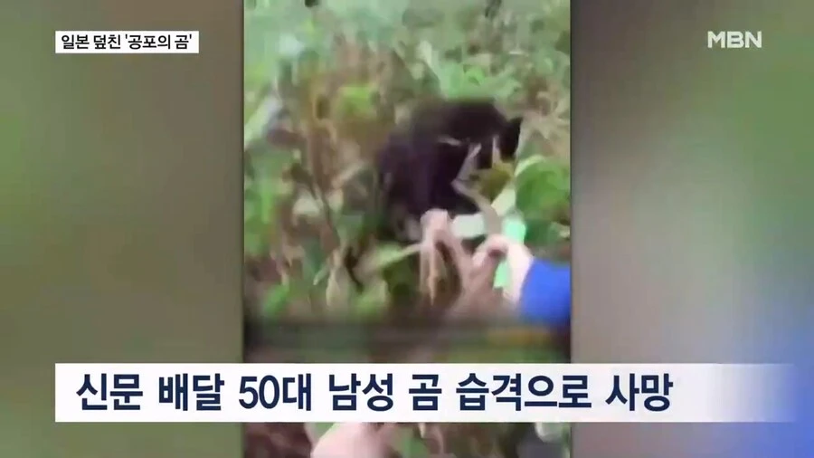 일본 곰 보험 상품 등장_3.jpg
