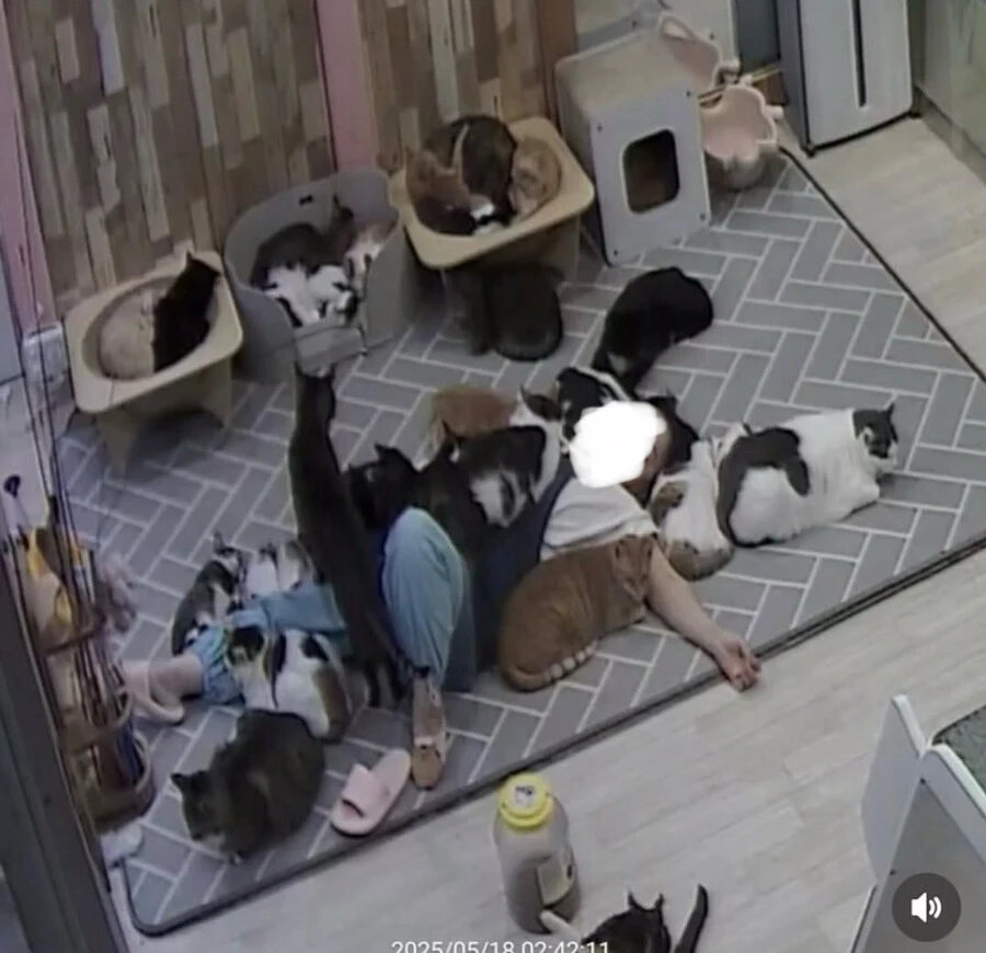 고양이 쉼터에서 6시간 잔 사람_4.jpg