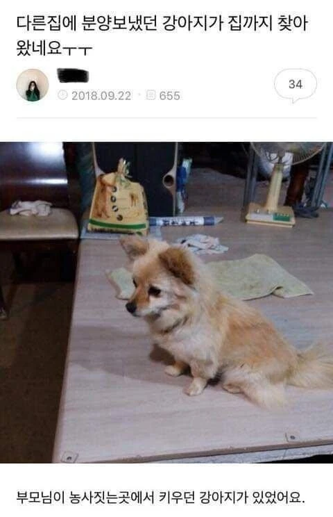 다른 집에 분양보냈는데 예전 집을 찾아온 강아지