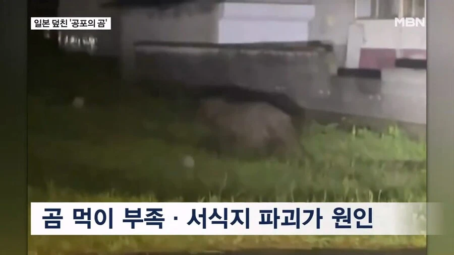 일본 곰 보험 상품 등장_5.jpg
