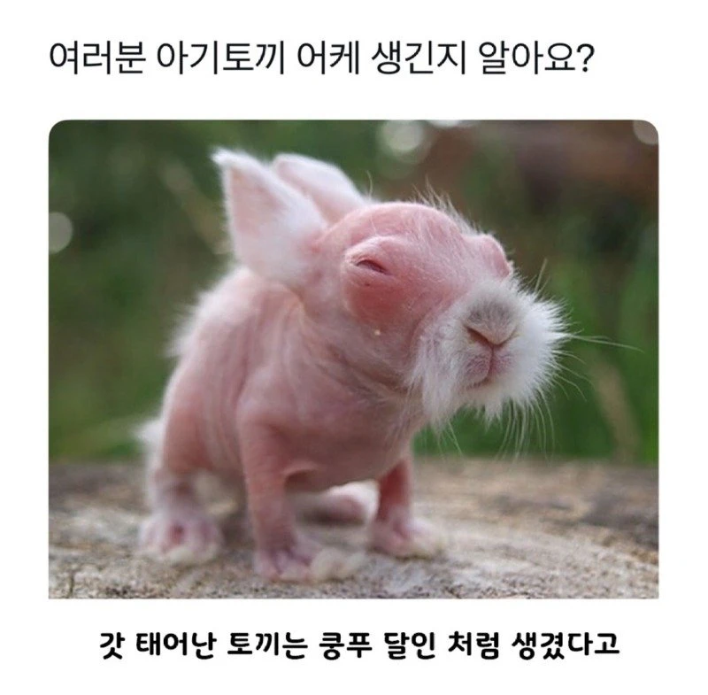 님들 아기토끼 본적있어요?