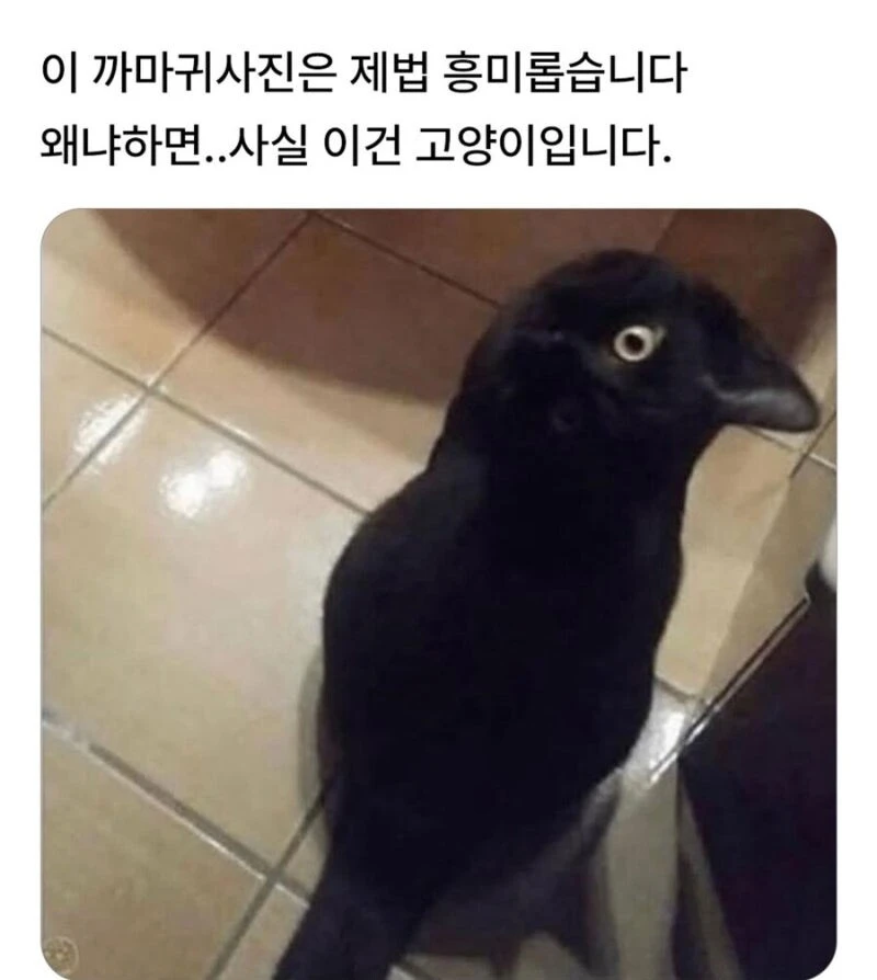 신기한 까마귀 사진