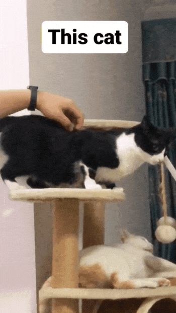 야 집사 손이 싫냐