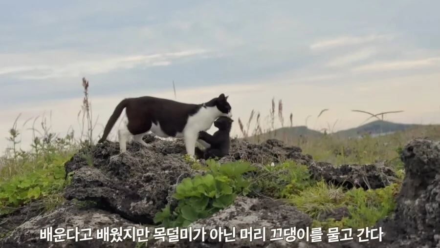 ??? : 엄마!!! 목덜미!!! 목덜미 물어야지!!!!!_2.jpg