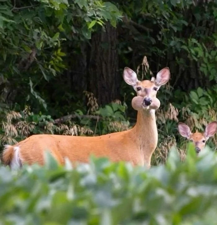 사육사 : 여기 있던 산삼. 네가 먹었냐?