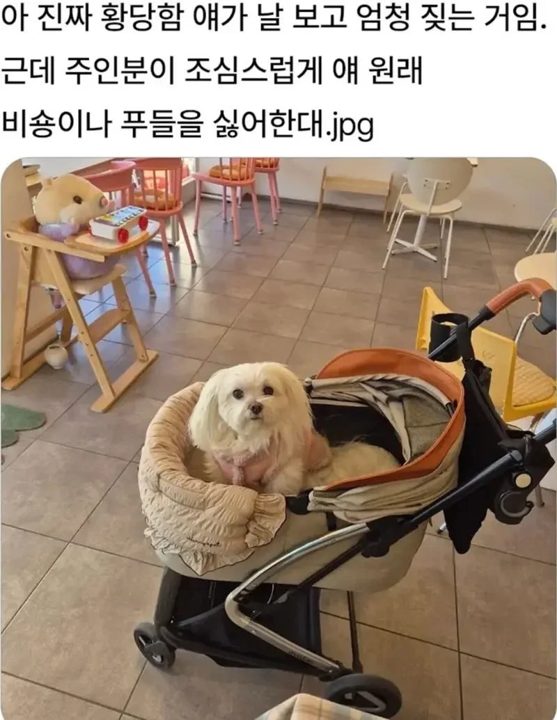 비숑이나 푸들을 싫어하는 개