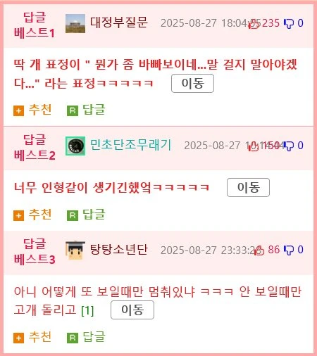 애견 미용실 강아지 실종 해프닝.mp4