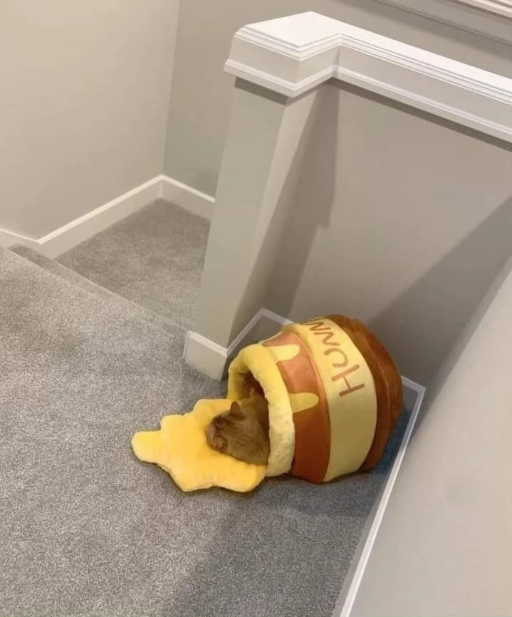 꿀 발린 고양이 집