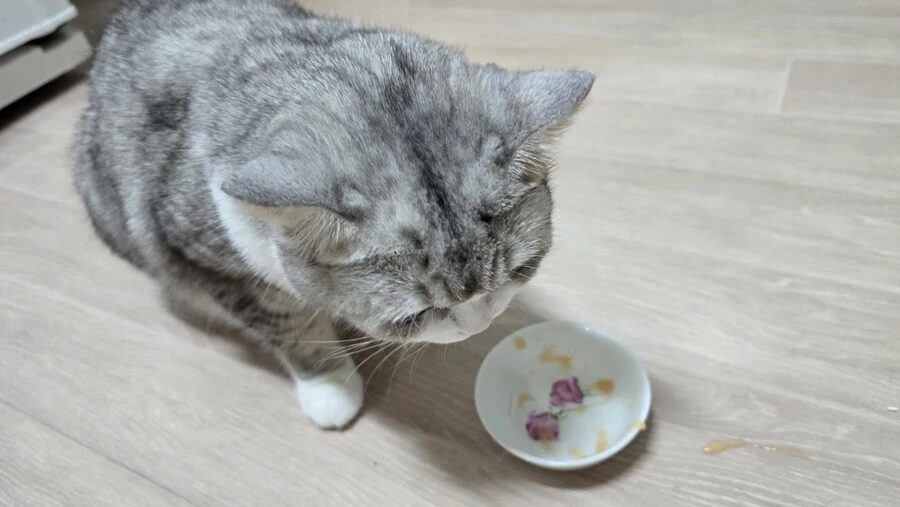 우리집 고양이가 나를 안 좋아해.JPG_12.jpg