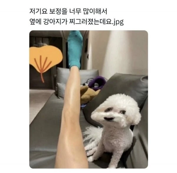 보정이 심해서 강아지 얼굴이 찌그러졌어요