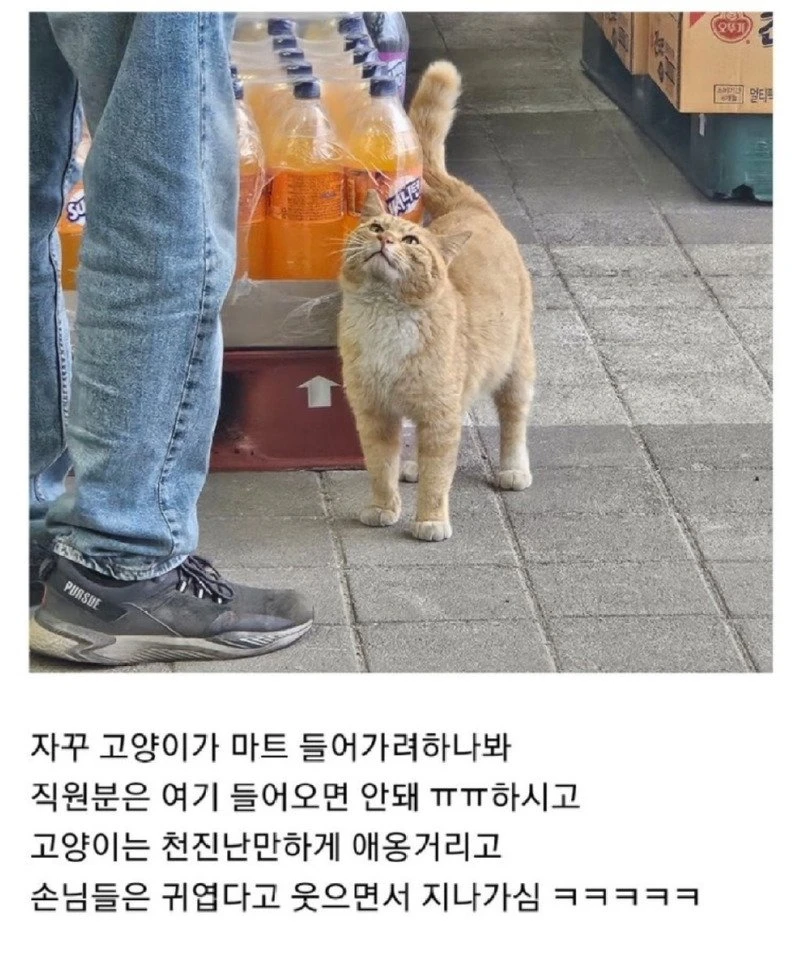 자꾸 고양이가 마트 들어가려하나봐